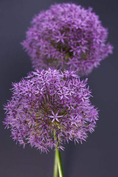 beauty-of-nature-58