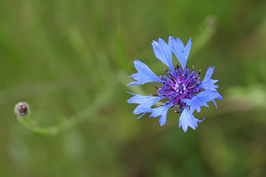 beauty-of-nature-59