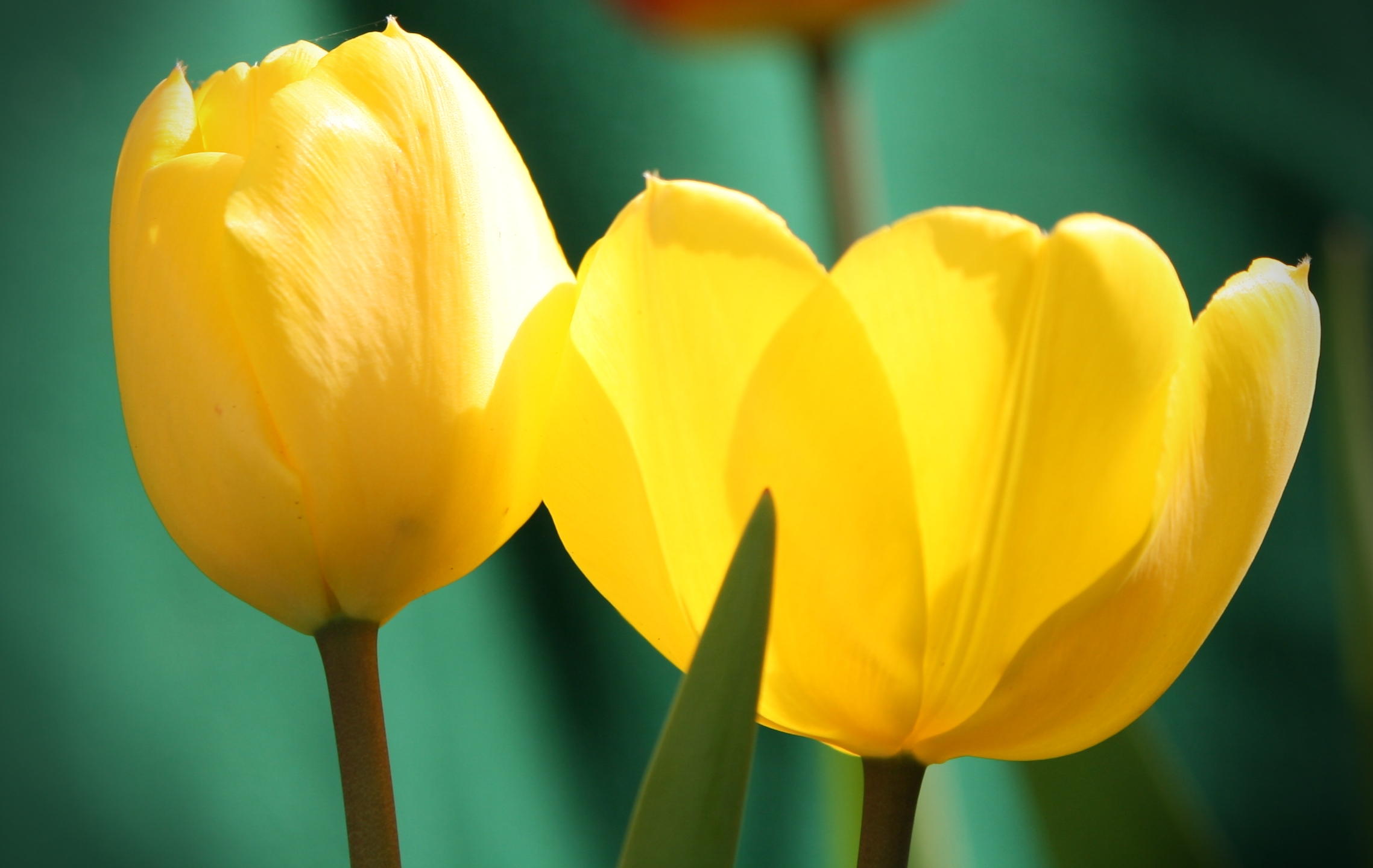 beauty-of-nature-6
