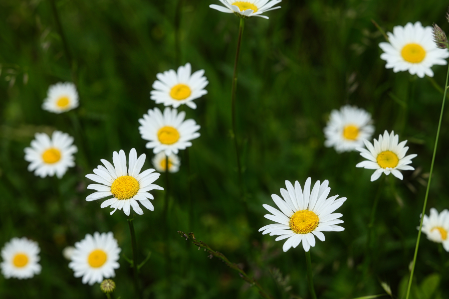 beauty-of-nature-60