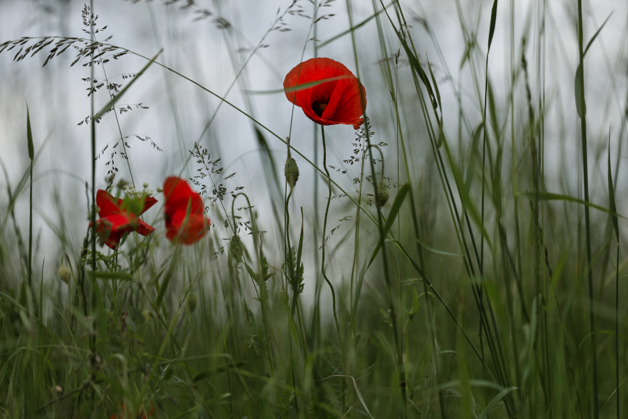 beauty-of-nature-61