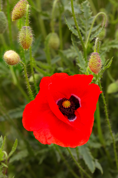 beauty-of-nature-62