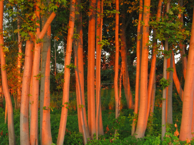 beauty-of-nature-67