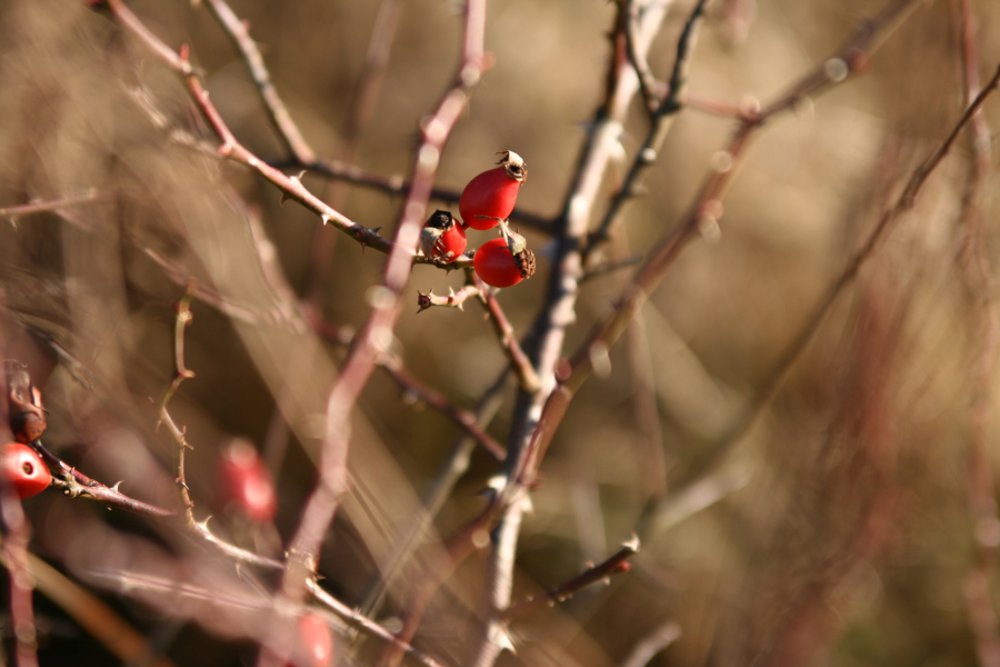 beauty-of-nature-9