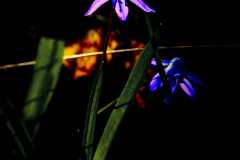 FUJI1368_1