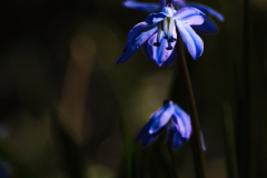 FUJI1393_1