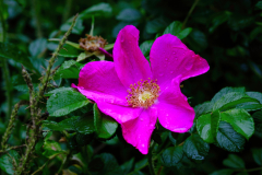 FUJI2773_1