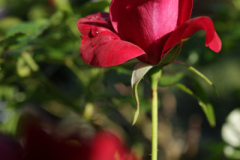 R62_7546