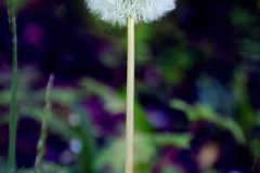 beauty-of-nature-1
