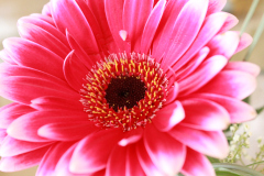 beauty-of-nature-12