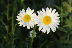 beauty-of-nature-14