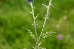 beauty-of-nature-16