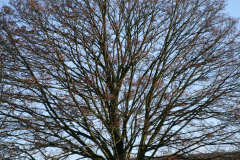 beauty-of-nature-18