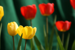 beauty-of-nature-19