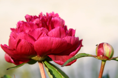 beauty-of-nature-20