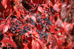 beauty-of-nature-23
