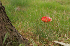 beauty-of-nature-26
