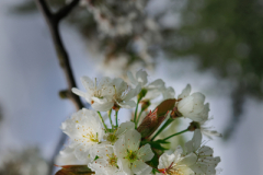 beauty-of-nature-33