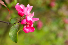 beauty-of-nature-36