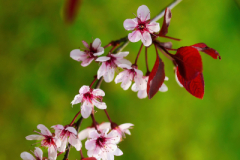 beauty-of-nature-37