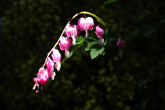 beauty-of-nature-40