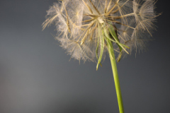 beauty-of-nature-41