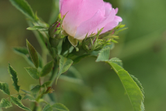 beauty-of-nature-42