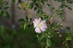 beauty-of-nature-44