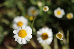 beauty-of-nature-48