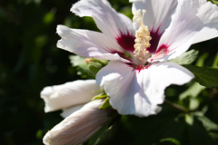 beauty-of-nature-54