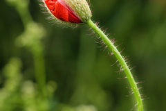 beauty-of-nature-57