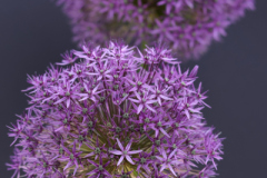 beauty-of-nature-58
