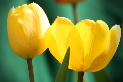 beauty-of-nature-6