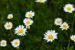 beauty-of-nature-60