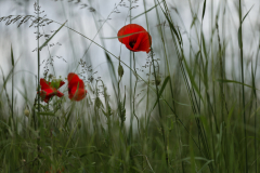 beauty-of-nature-61