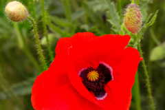 beauty-of-nature-62