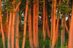 beauty-of-nature-67