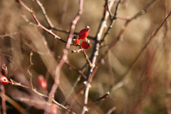 beauty-of-nature-9